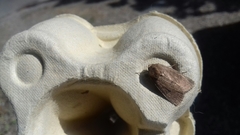 Hoplodrina octogenaria