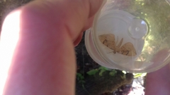 Gandaritis pyraliata