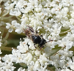Hylaeus sinuatus