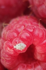 Pseudatomoscelis