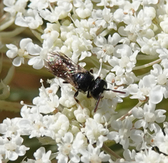 Hylaeus sinuatus