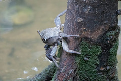 Episesarma versicolor