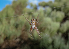 Araneus annulipes