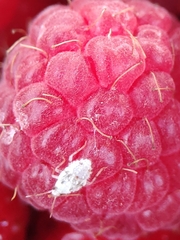 Pseudatomoscelis