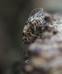 Psococerastis gibbosa