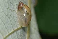 Succineidae