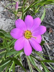 Sabatia dodecandra