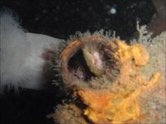Longfin Gunnel photo 3