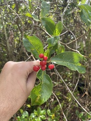 Cordia laevigata