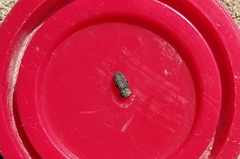 Sclerum