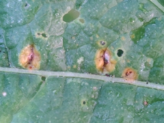 Puccinia malvacearum