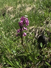 Pedicularis rostratospicata