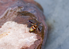 Euodynerus hidalgo hidalgo