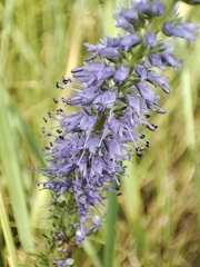 Veronica steppacea