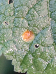 Puccinia malvacearum