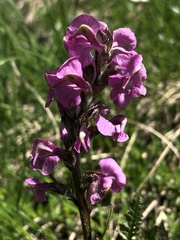 Pedicularis rostratospicata