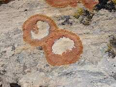 Xanthomendoza trachyphylla