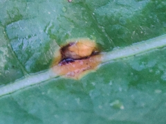 Puccinia malvacearum