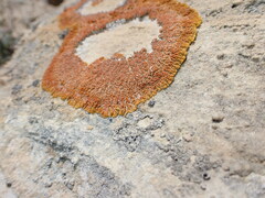 Xanthomendoza trachyphylla