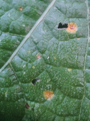 Puccinia malvacearum