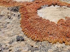 Xanthomendoza trachyphylla