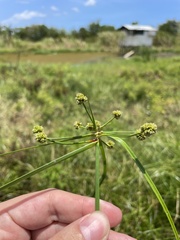 Cyperus blepharoleptos