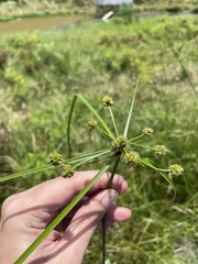 Cyperus blepharoleptos