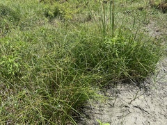 Cyperus blepharoleptos
