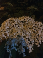 Sambucus nigra