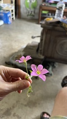 Sabatia campestris