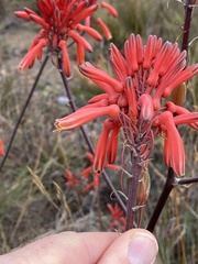 Aloe branddraaiensis