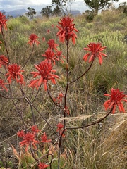 Aloe branddraaiensis