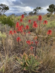 Aloe branddraaiensis