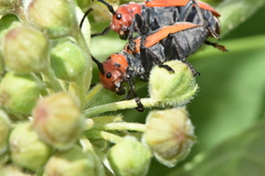 Tetraopes tetrophthalmus