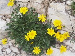 Hypochaeris robertia