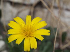 Hypochaeris robertia