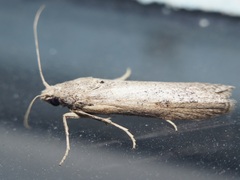 Lamoria