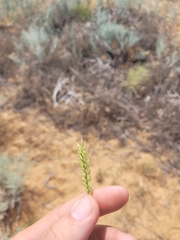 Agropyron desertorum