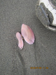 Gari lineolata