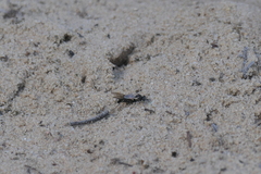 Oxybelus bipunctatus