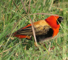 Euplectes hordeaceus