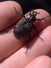 Osmoderma scabra