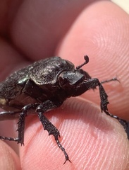 Osmoderma scabra