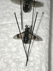 Chrysops aestuans