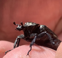 Osmoderma scabra