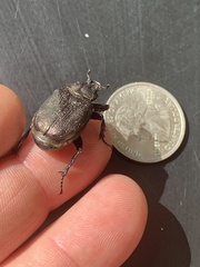 Osmoderma scabra