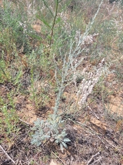 Artemisia fragrans
