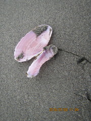 Gari lineolata