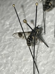Chrysops aestuans