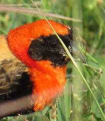 Euplectes hordeaceus